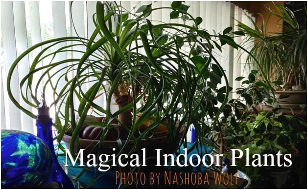 Magical Indoor Plants Inner Circle Sanctuary