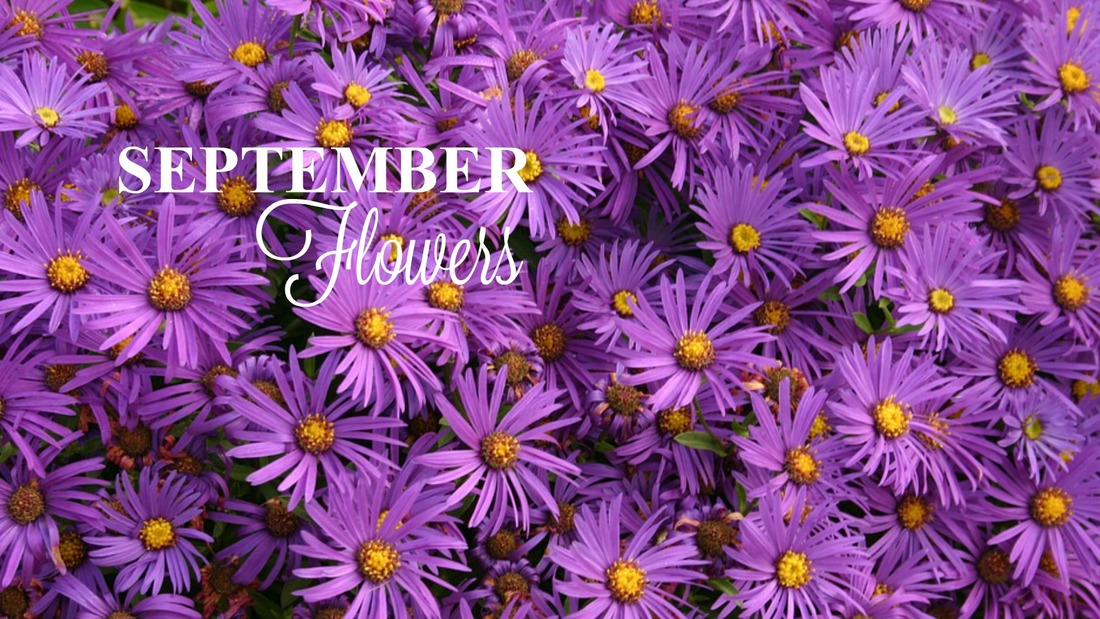 September Flowers - Aster