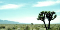 Yucca brevifolia in the Mojave Desert -- southwestern Nevada. 
