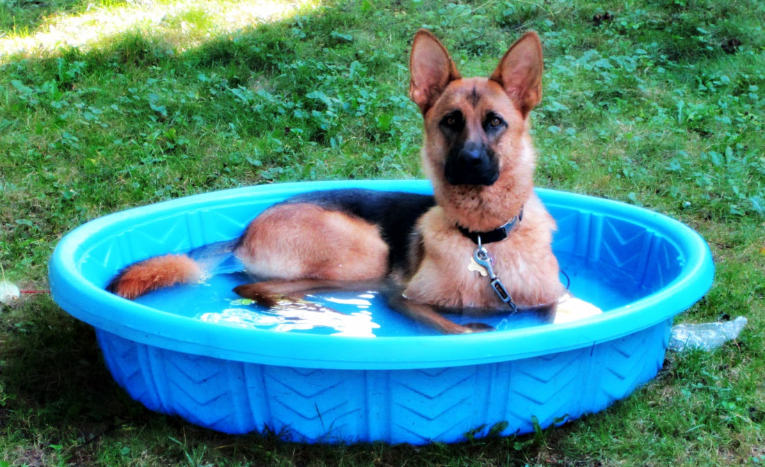 Dog Pool Dog Days of Summer