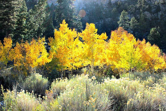 Fall Aspens in the Late Afternoon (2012) Location: Mount Charleston,  Echo Canyon (CC BY 2.0)